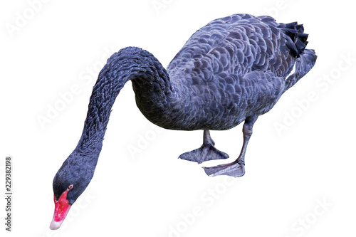 Fototapeta Naklejka Na Ścianę i Meble -  black swan with long neck