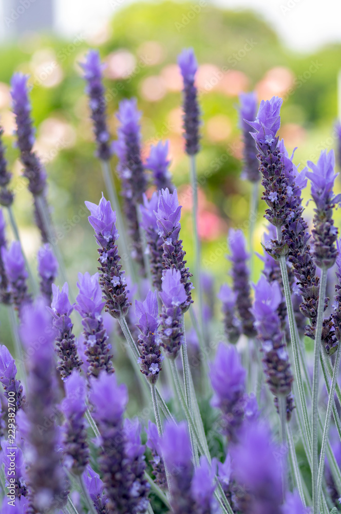 Obraz premium 芝公園に咲くラベンダー
