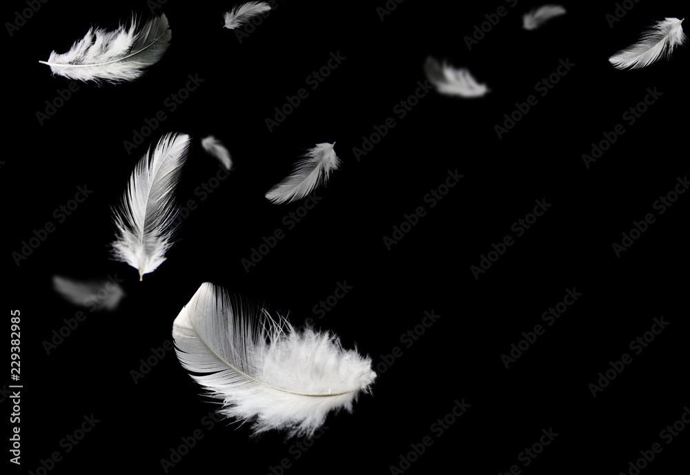 Swan down feathers clearance