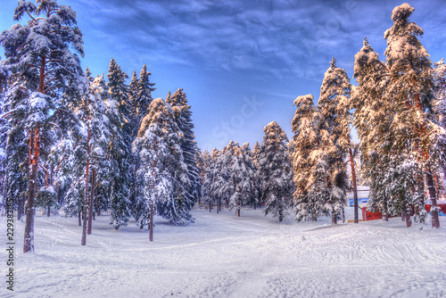 Christmas winter landscape, spruce and pine trees covered in snow on a mountain road