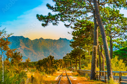 Canvas Print Railroad in Calvi among pines, Corsica island, France