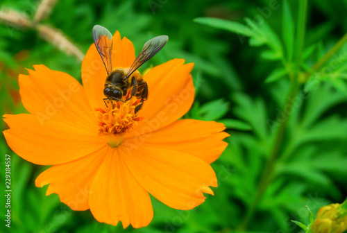 Bee is sucking nectar from yellow pollen cosmos flower,isolated
