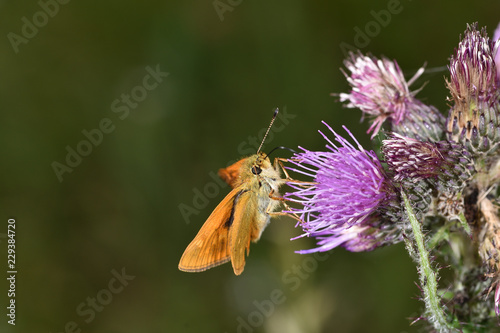 Dickkopffalter an Distel