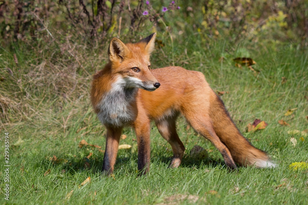 A Beautiful Red Fox