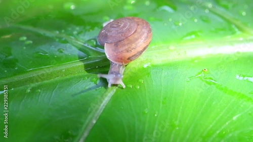 Small Snails are crawling slowly on the green foliage after the rain stops, The snail is also a figurative animal that means to do something 
