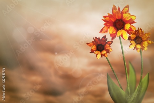 Beautiful live gazania with empty on left on colored sky with clouds background. Floral spring or summer flowers concept.