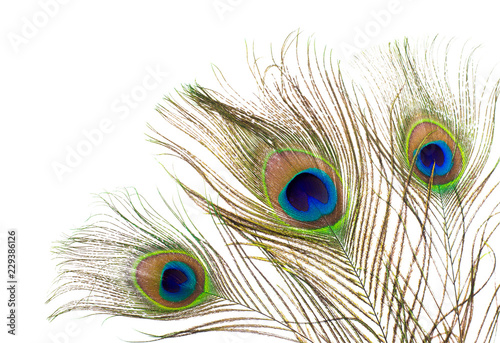 peacock feather on white background.