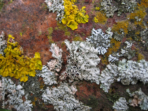 Set of lichens of different colors