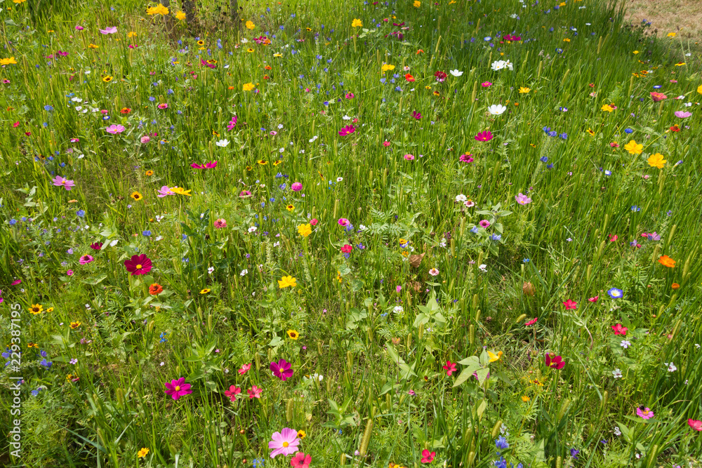 background of Wild Meadow with multicolored flowers