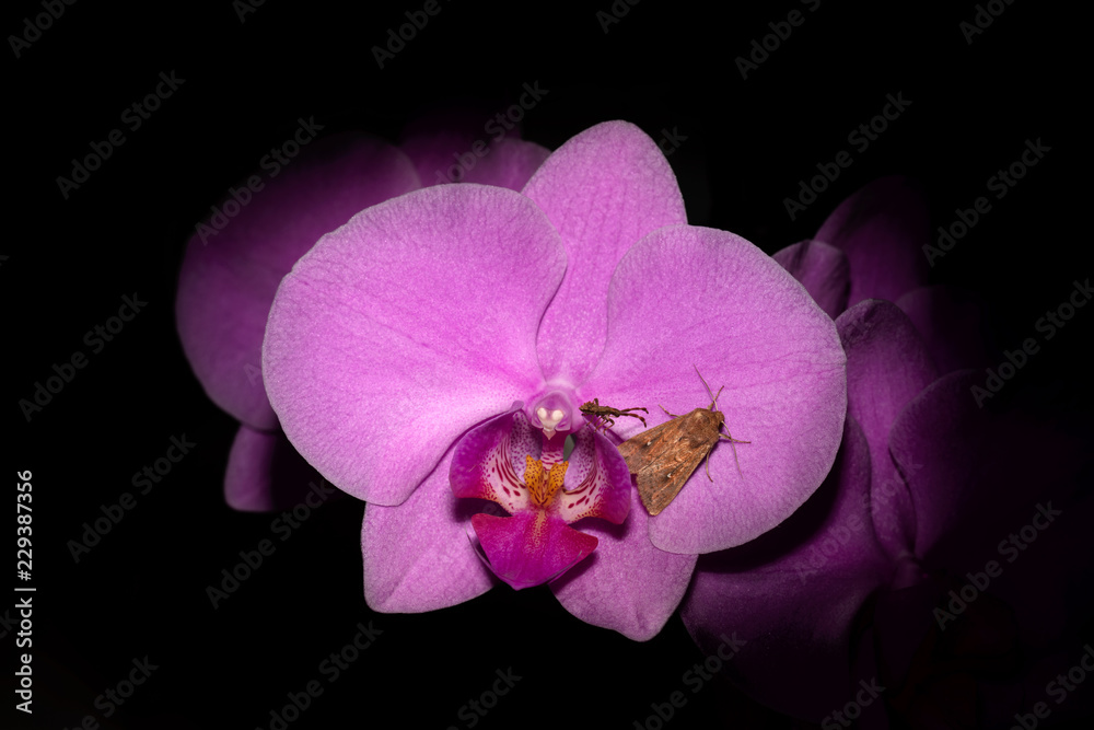 Obraz premium Bugs on orchid