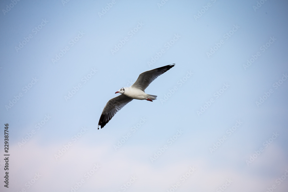 seagull in flight seagull in flight