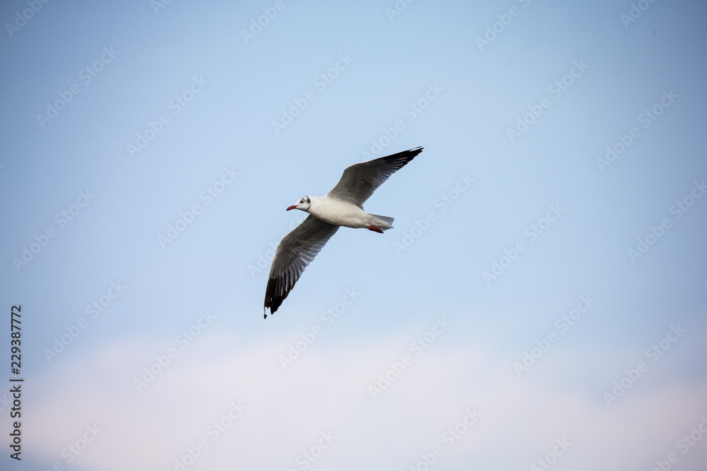 seagull in flight seagull in flight