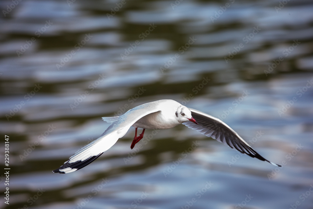 Obraz premium bird, seagull, gull, flying, sea, nature, fly, sky, flight, animal, water, blue, wings, white, wing, wildlife, birds, ocean, seagulls, freedom, beak, feather, air, coast, sea gull