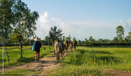 Rural people and cattle