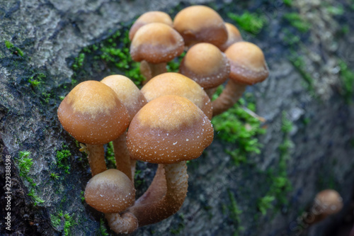 Bulbous Honey Fungus (Armillaria gallica)