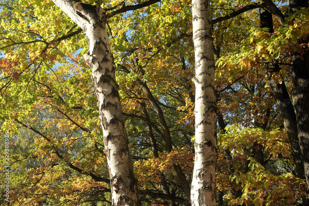 Fototapeta premium herbststimmung
