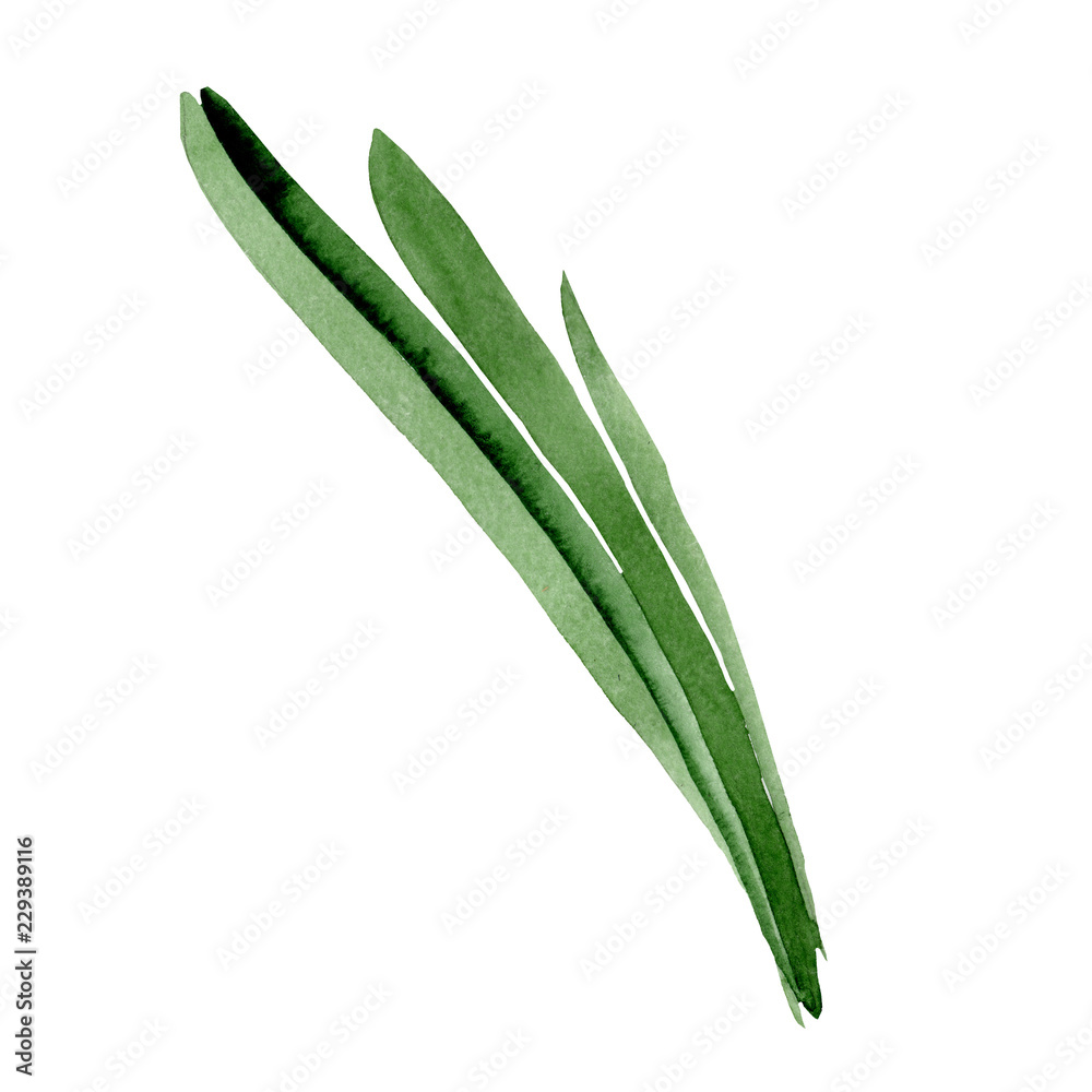Watercolor green leaf of lily flower. Floral botanical flower. Isolated illustration element. Aquarelle wildflower for background, texture, wrapper pattern, frame or border.