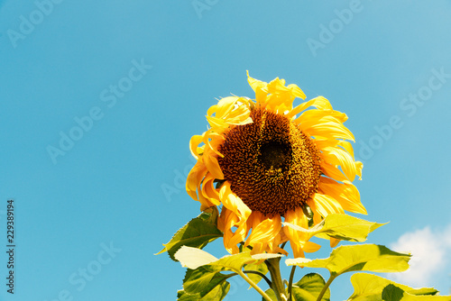 Obraz na plátne Wilting sunflower under blue sky