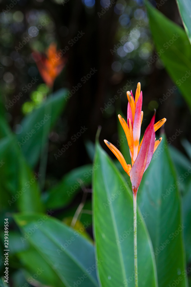 Obraz premium tropical flower