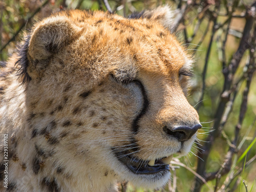 Cheetah with closed eyes