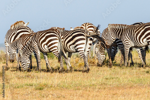 Flock of Zebras grazing on the African savannah