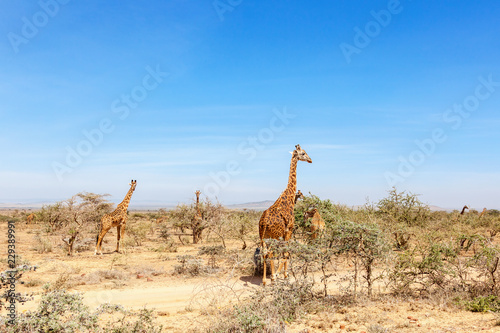 Flock of giraffes on a dry savannah