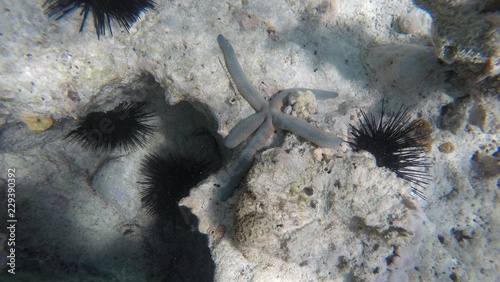 snorkeling, Ile de Mnemba, Zanzibar photo