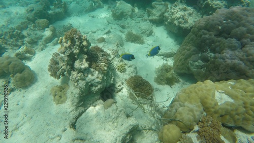 snorkeling  ile de Mnemba  Zanzibar
