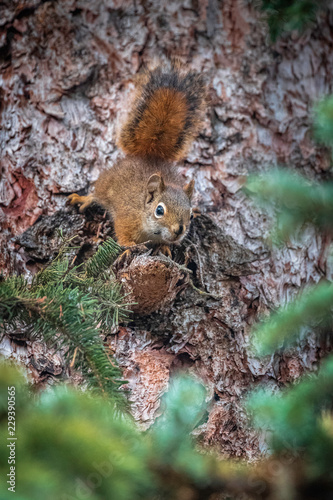 A curious squirrel at Swift Creek, Valemount, British Columbia, Canada