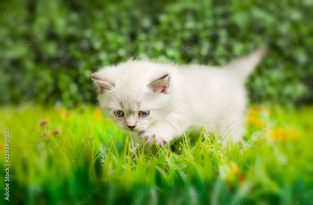 British Shorthair kitten with blue eyes on the green grass.