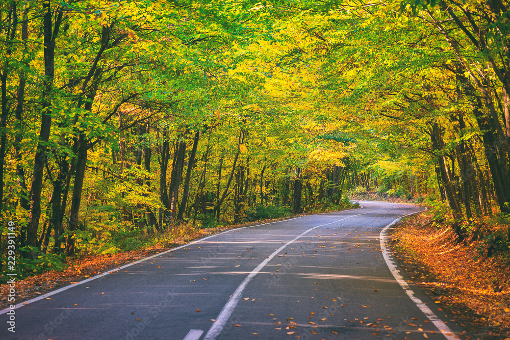 Fototapeta premium Road in the autumnal forest
