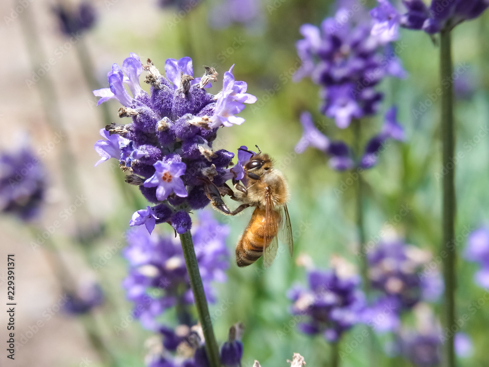 Honey Bee on Flower Honey Bee on Flower