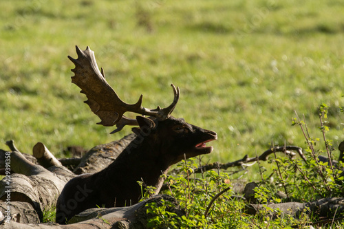 Fallow Deer Stag Sat Amongst Tree Logs in a Field at Studley Royal  Ripon  North Yorkshire  England  UK.