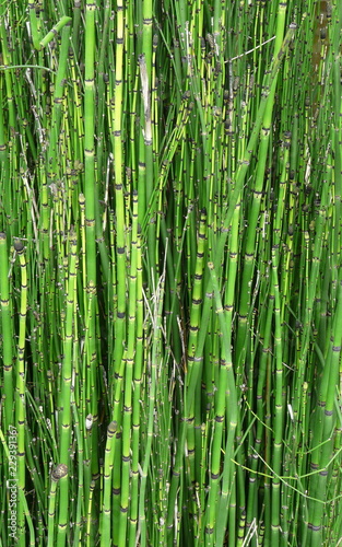 Nature Landscape Background of Green Bamboo. A close-up of a stand of bamboo plants, stems, and joints provides a natural green background.
