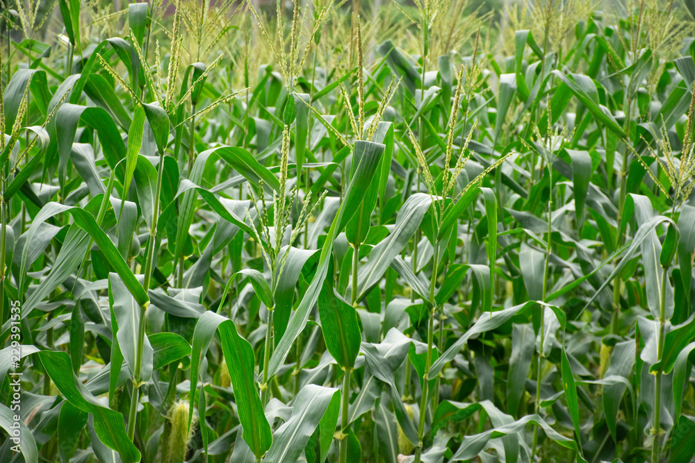 corn field background corn field background