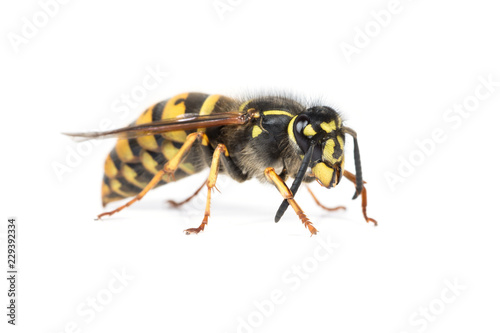Queen wasp or yellowjacket