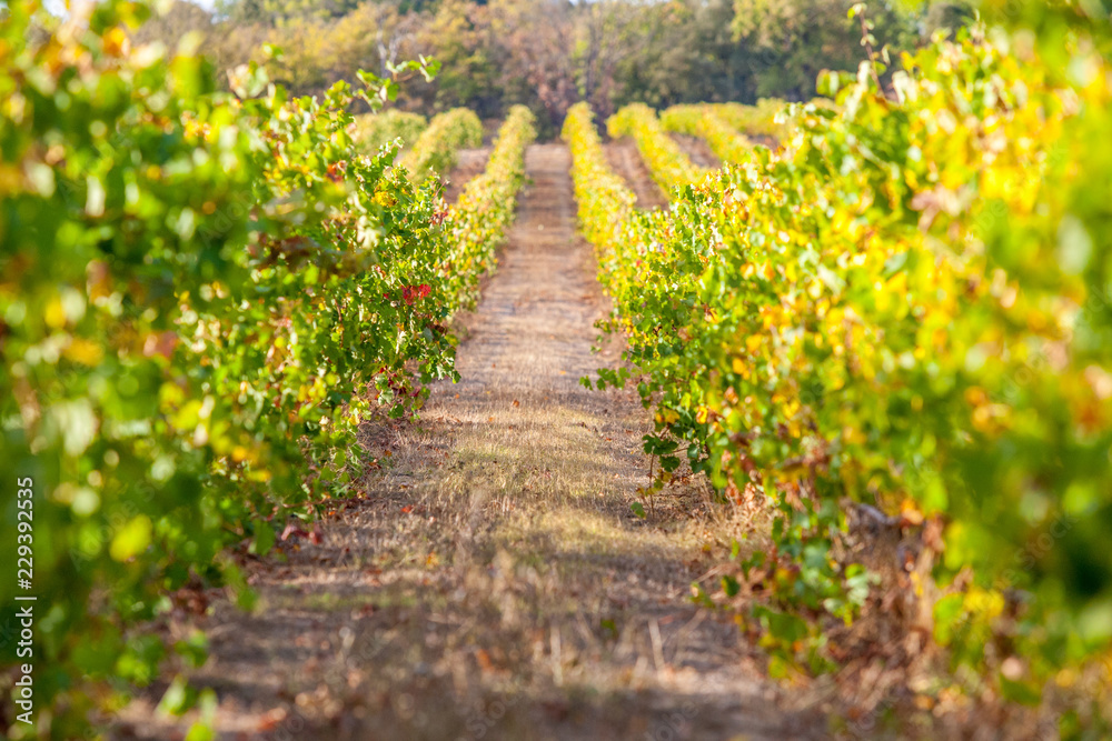 Obraz premium vineyards of Provence