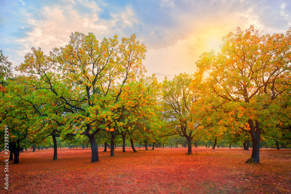Naklejka premium Sunny autumn day in oaks park
