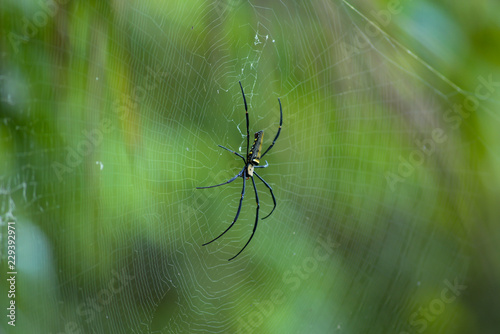 Spider is engaged to wait for the victim.