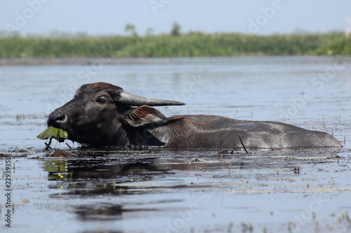 buffalo thailand