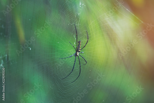 Spider is engaged to wait for the victim.