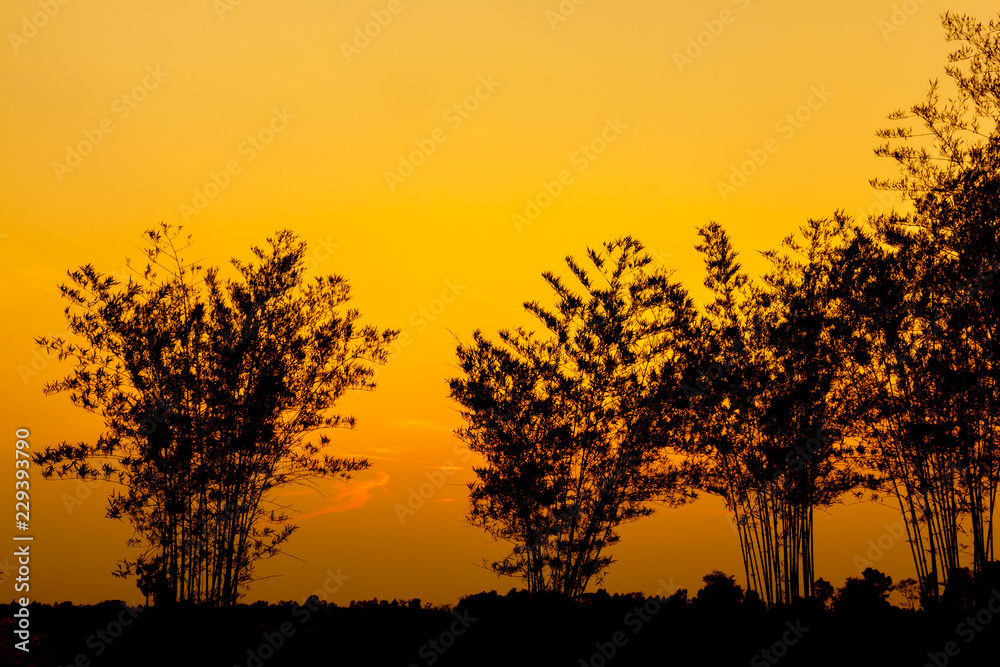 Bamboo silhouette with the sun behind.