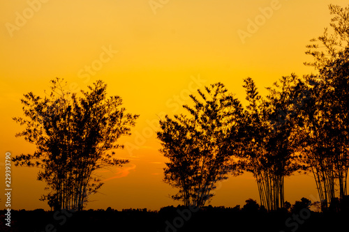 Bamboo silhouette with the sun behind. © taaee