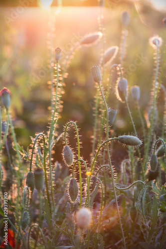 Fototapeta Naklejka Na Ścianę i Meble -  poppy field at sunset
