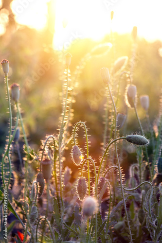 Fototapeta Naklejka Na Ścianę i Meble -  poppy field at sunset