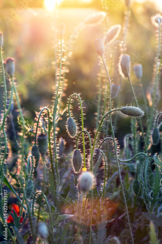 Fototapeta Naklejka Na Ścianę i Meble -  poppy field at sunset
