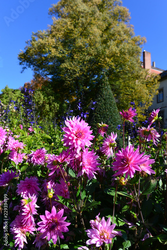 Fototapeta Naklejka Na Ścianę i Meble -  Dahlienblüte im Herbst