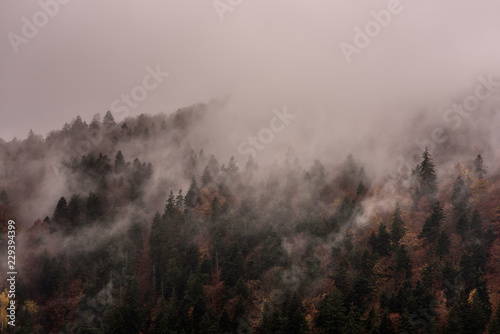 Fog above pine forests. Misty morning view in wet mountain area. 