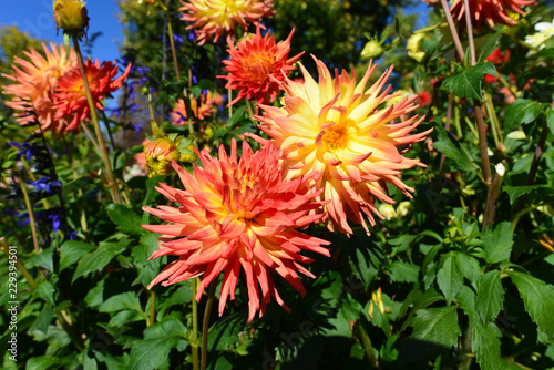 Fototapeta Naklejka Na Ścianę i Meble -  Dahlienblüte im Herbst