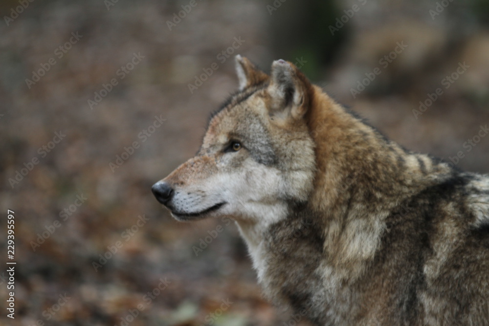 Kopf eines Wolfes im Wald mit unscharfem Hintergrund